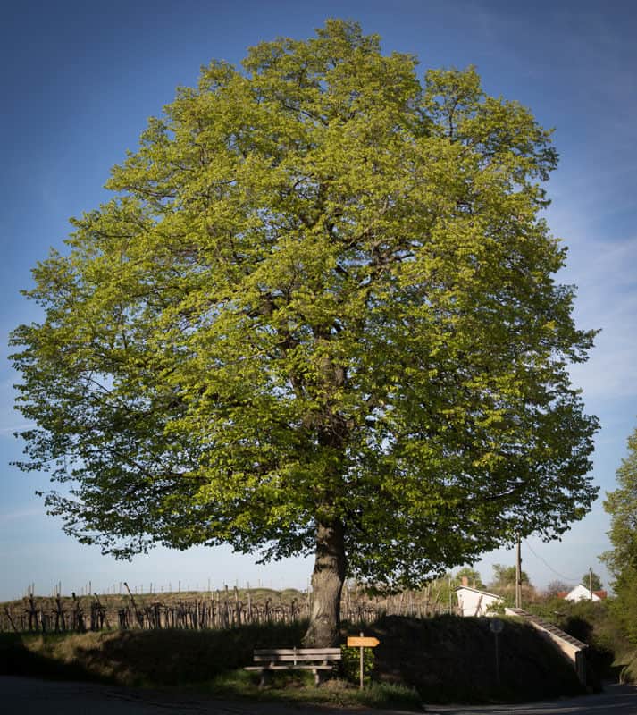 Baum Wegweiser